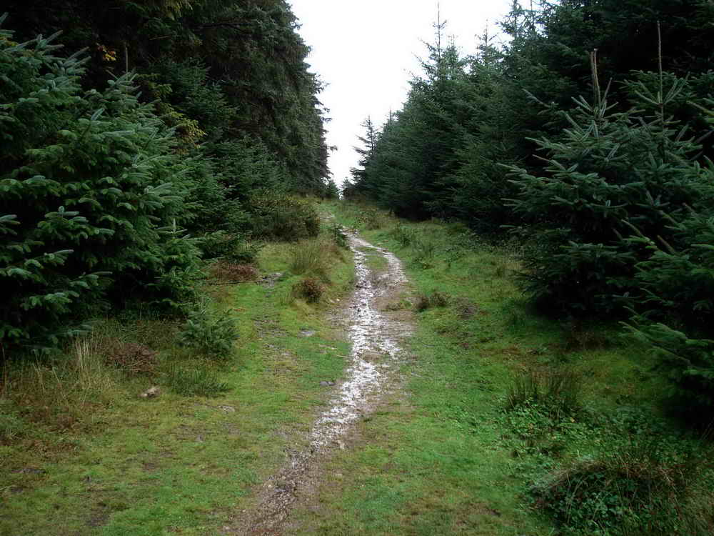 The Lych Way (Looking East)