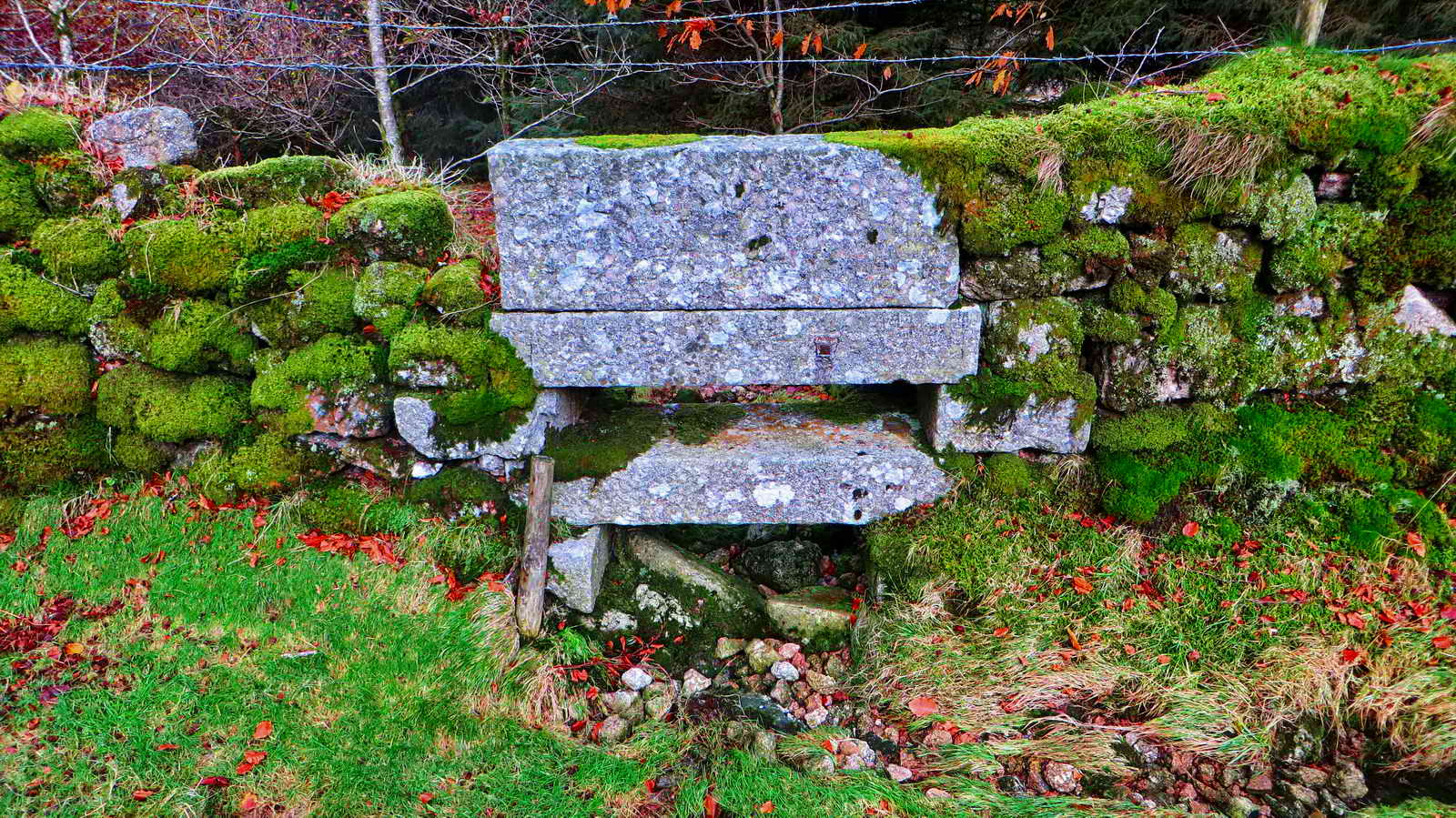 Unusual arrangement in the plantation wall just upslope from Yellowmead Gate. What is this? Possibly for drainage off the slope?
