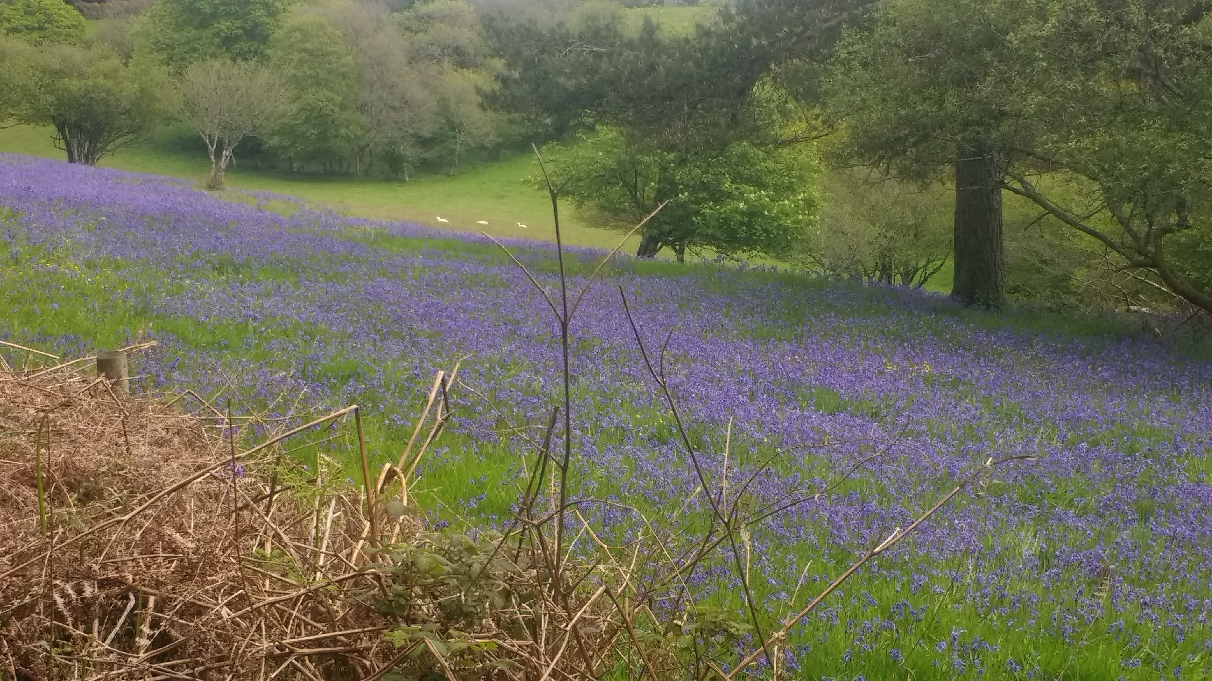Bluebells in the field below Beacon Plantation
