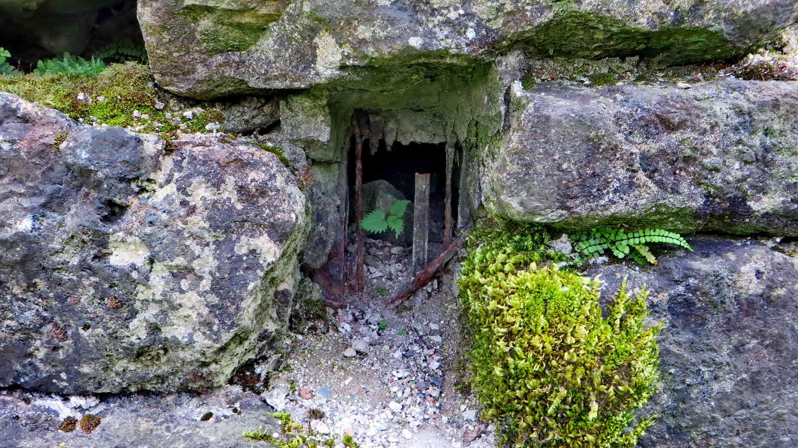 Reputed Ferret Kennel