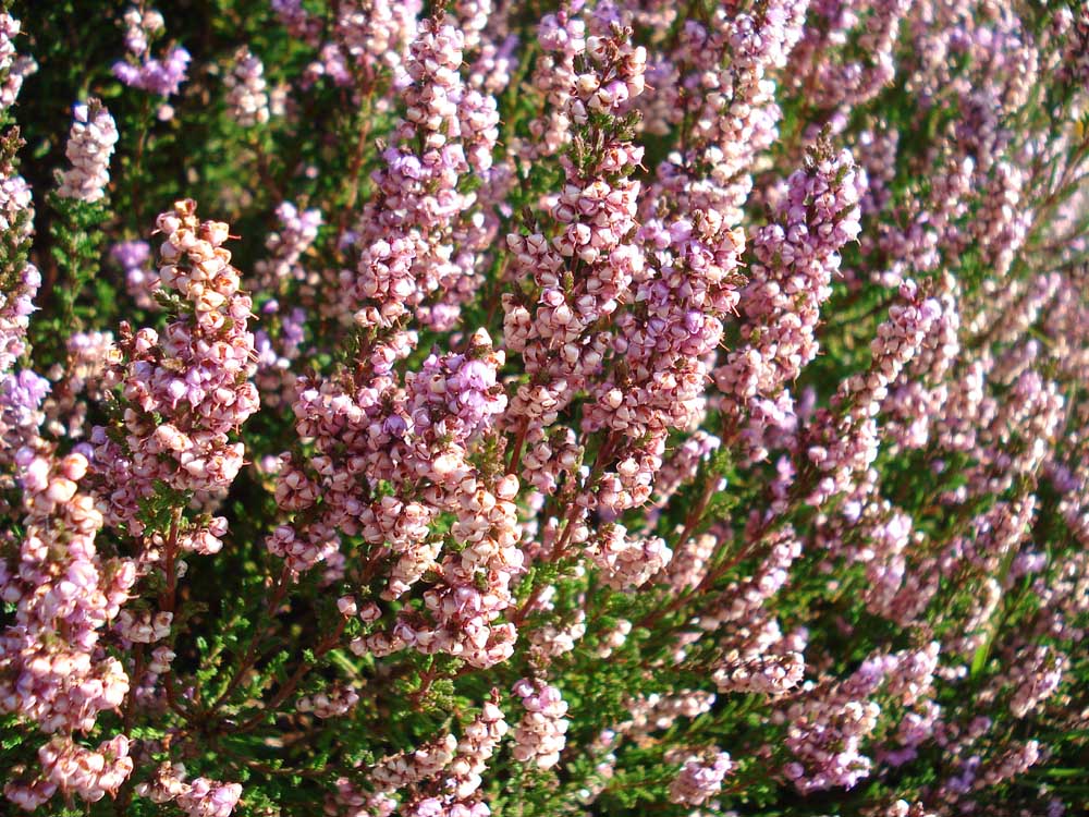 Common Heather, well in flower