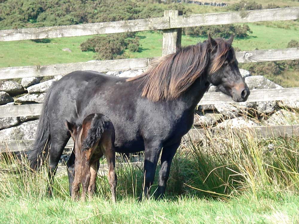 A Dartmoor Pony Mare and Foal
