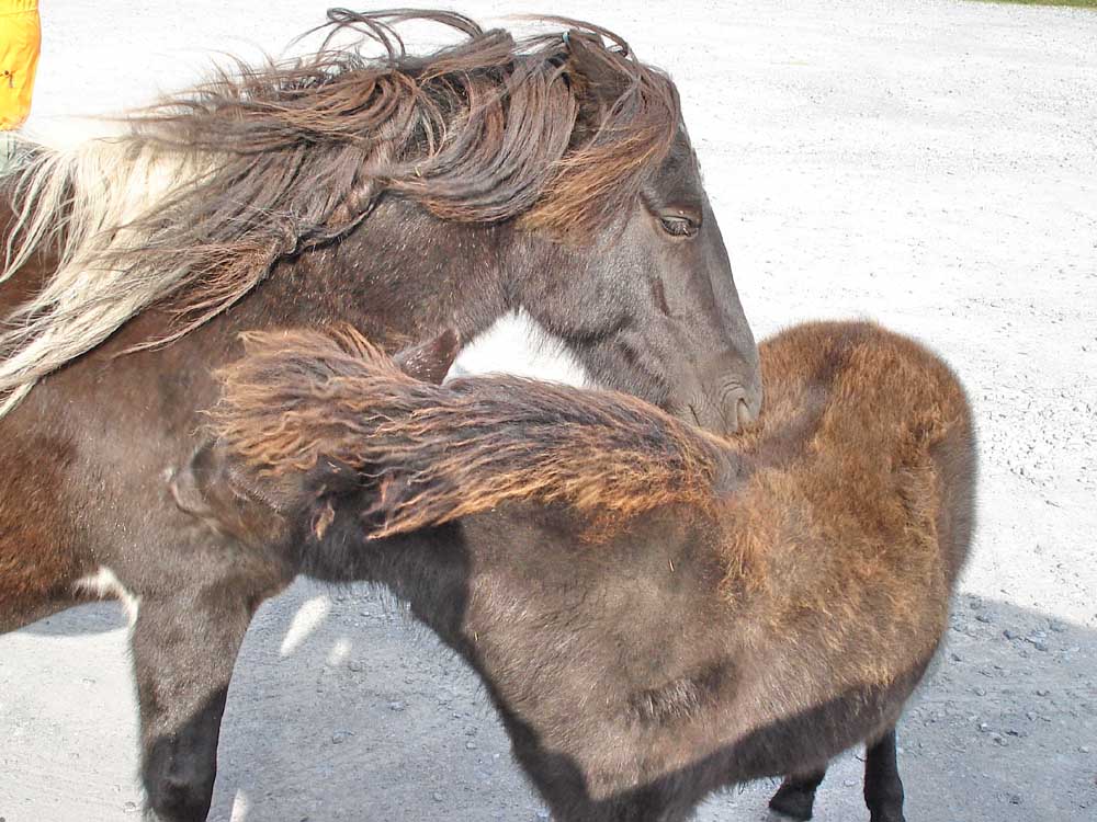 “You groom me and I’ll groom you”