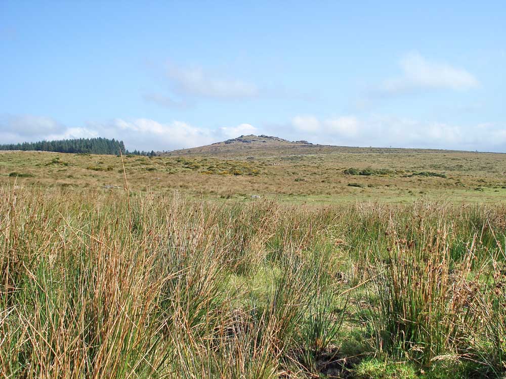 Bellever Tor, SX 64460 76445. Elevation 443 metres (1453 feet)