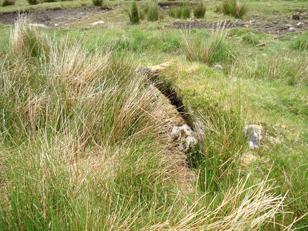 Cist 2, Ter Hill South cist, largely hidden. SX 62857 70981