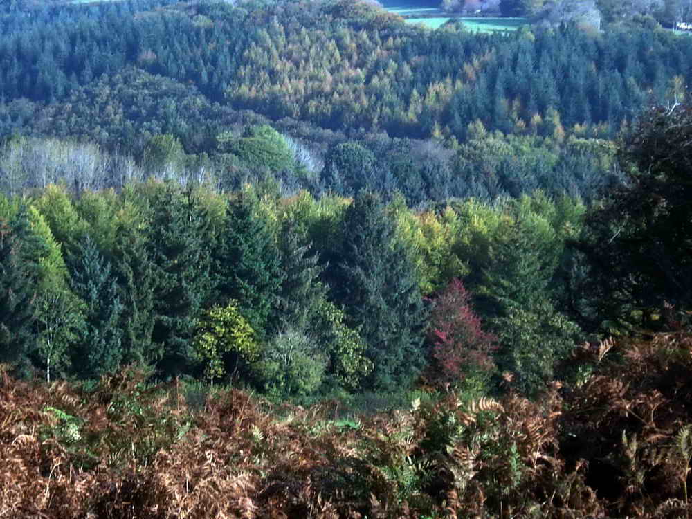 View from the base of Leigh Tor