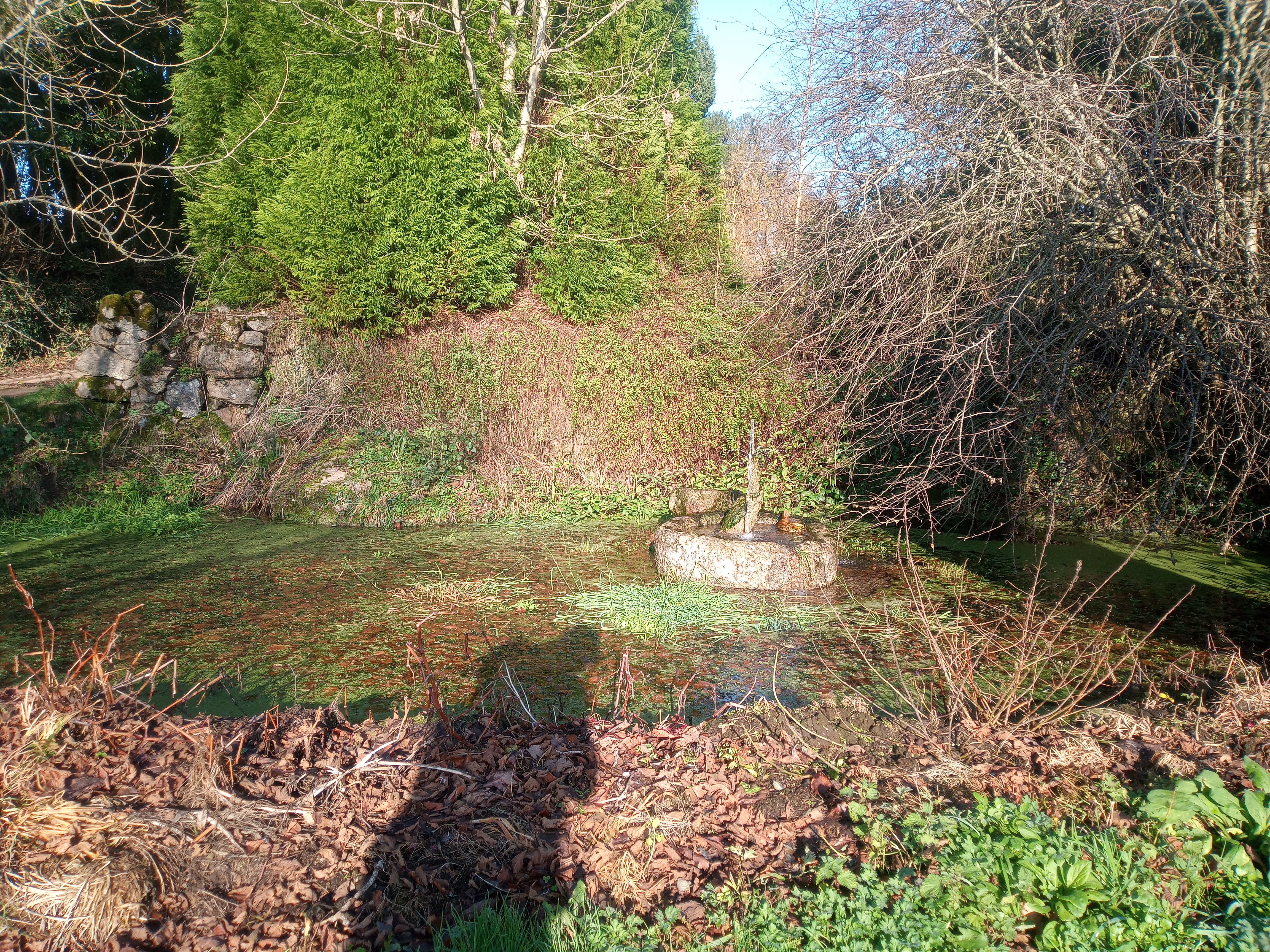 Duckpond at Shaptor Farm