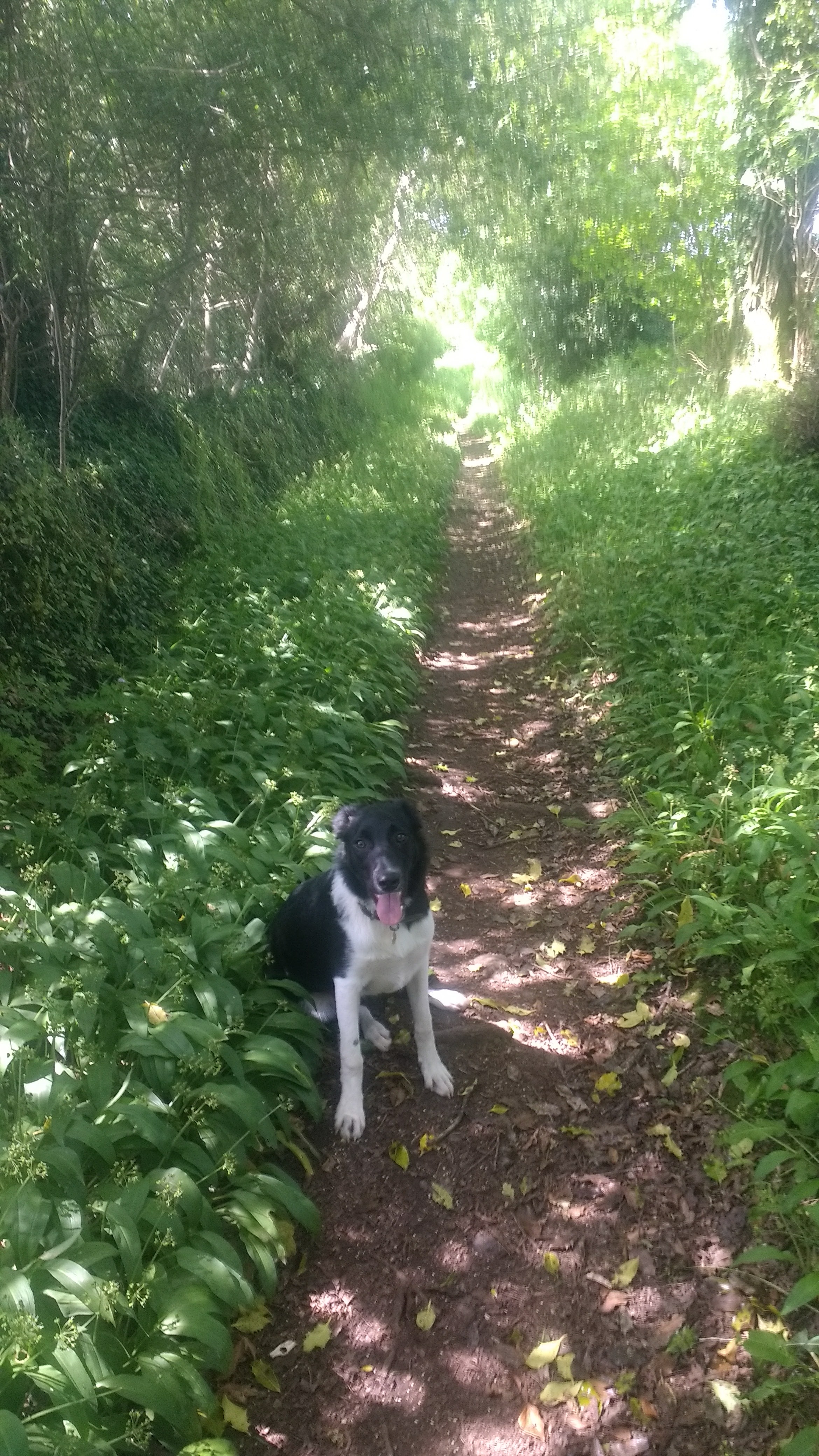 Tom amongst the wild garlic South of Higher Bowden