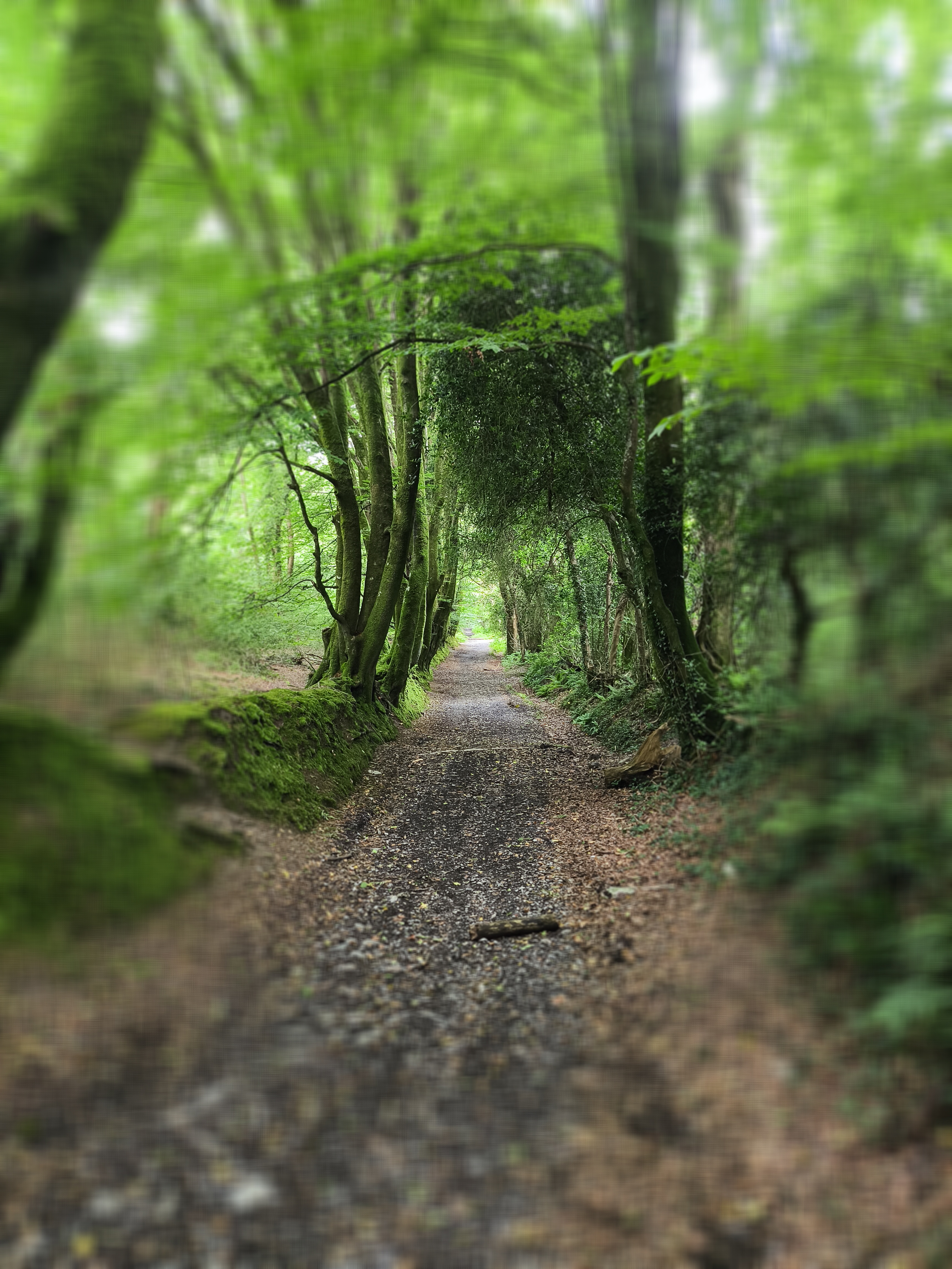 Looking back up the hill