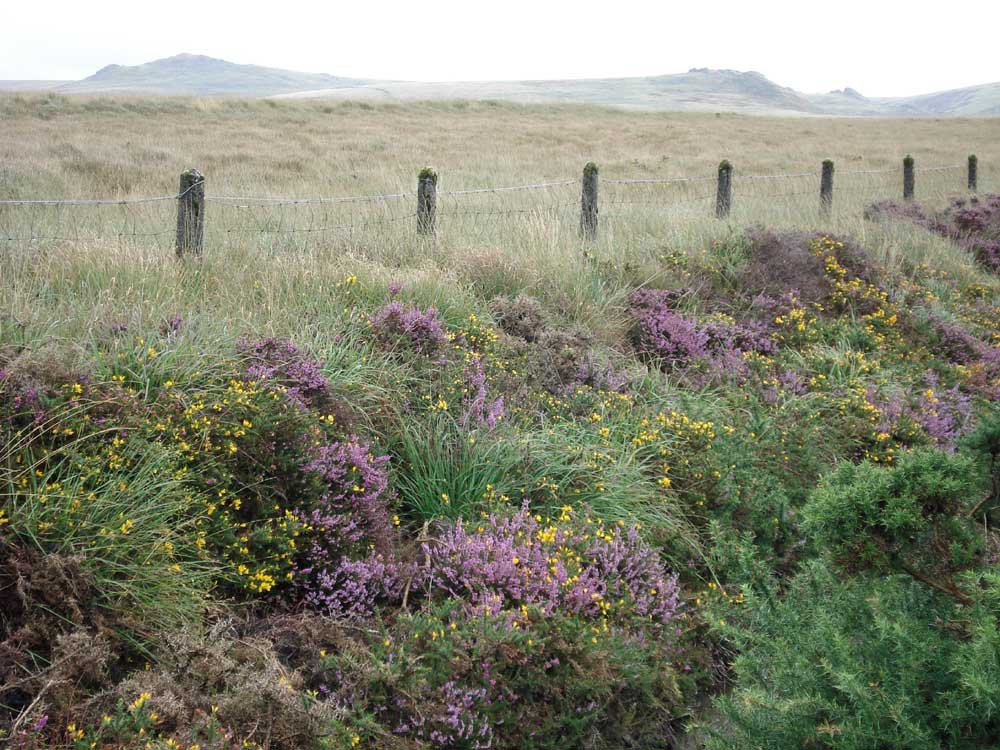 Dartmoor colours