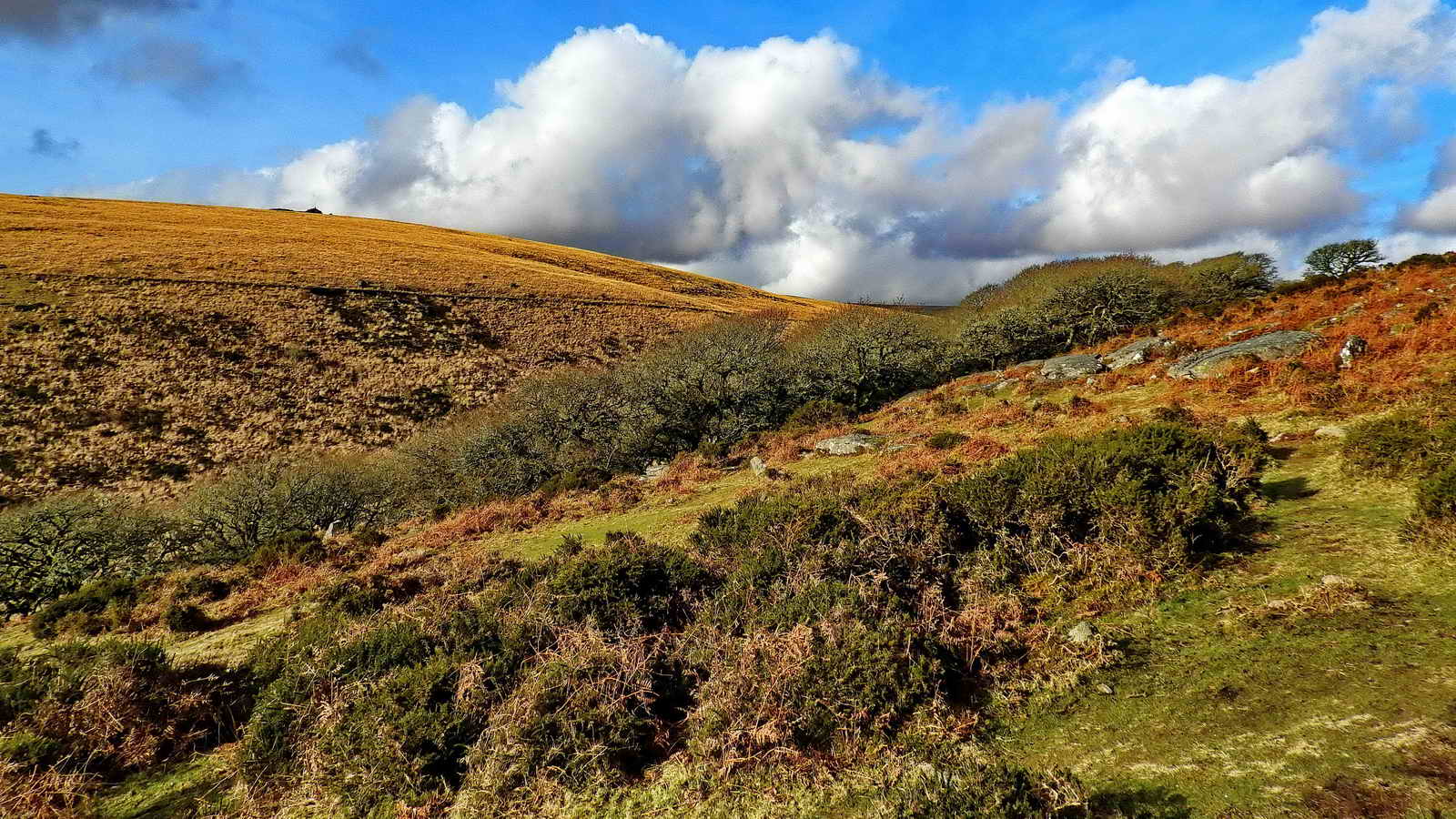 Looking back to the Southern Edge of Wistman’s Wood
