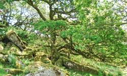 Featured image of post Wistman's Wood via Crockern and Littaford Tors