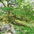 Wistman's Wood via Crockern and Littaford Tors