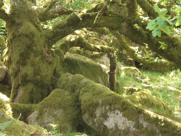 Wistman’s Wood